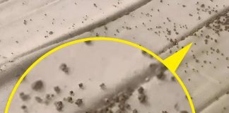 Jutros sam, točno ispod muževog jastuka, na zaštiti madraca, pronašla ove sitne smeđe mrvice 😲 Jutros sam, točno ispod muževog jastuka, na zaštiti madraca, pronašla ove sitne smeđe mrvice 😲 - featured image