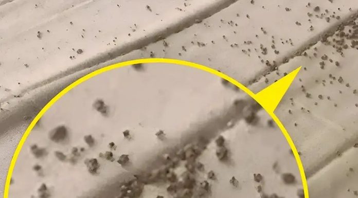 Jutros sam, točno ispod muževog jastuka, na zaštiti madraca, pronašla ove sitne smeđe mrvice 😲 Jutros sam, točno ispod muževog jastuka, na zaštiti madraca, pronašla ove sitne smeđe mrvice 😲 - featured image