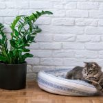 Zamiija od jednog čaja i zimi lista kao u džungli: Biljka koja privlači novac biće bujna i zelena, a vi bogati Zamiija od jednog čaja i zimi lista kao u džungli: Biljka koja privlači novac biće bujna i zelena, a vi bogati - featured image