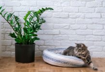 Zamiija od jednog čaja i zimi lista kao u džungli: Biljka koja privlači novac biće bujna i zelena, a vi bogati Zamiija od jednog čaja i zimi lista kao u džungli: Biljka koja privlači novac biće bujna i zelena, a vi bogati - featured image