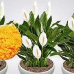 ODMAH JE PROCVJETALA! 1 kašičica za svaki kućni cvijet i bujno cvjetanje je zagarantovano! ODMAH JE PROCVJETALA! 1 kašičica za svaki kućni cvijet i bujno cvjetanje je zagarantovano! - featured image