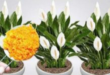 ODMAH JE PROCVJETALA! 1 kašičica za svaki kućni cvijet i bujno cvjetanje je zagarantovano! ODMAH JE PROCVJETALA! 1 kašičica za svaki kućni cvijet i bujno cvjetanje je zagarantovano! - featured image