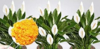 ODMAH JE PROCVJETALA! 1 kašičica za svaki kućni cvijet i bujno cvjetanje je zagarantovano! ODMAH JE PROCVJETALA! 1 kašičica za svaki kućni cvijet i bujno cvjetanje je zagarantovano! - featured image