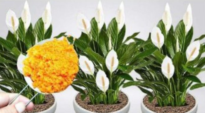 ODMAH JE PROCVJETALA! 1 kašičica za svaki kućni cvijet i bujno cvjetanje je zagarantovano! ODMAH JE PROCVJETALA! 1 kašičica za svaki kućni cvijet i bujno cvjetanje je zagarantovano! - featured image