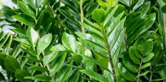 Zamija buja od jednog sastojka iz kuhinje i privlači novac: Ako se širi kao korov, vašoj sreći nema kraja Zamija buja od jednog sastojka iz kuhinje i privlači novac: Ako se širi kao korov, vašoj sreći nema kraja - featured image