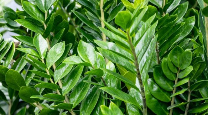 Zamija buja od jednog sastojka iz kuhinje i privlači novac: Ako se širi kao korov, vašoj sreći nema kraja Zamija buja od jednog sastojka iz kuhinje i privlači novac: Ako se širi kao korov, vašoj sreći nema kraja - featured image