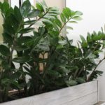 Zamija ne voli mnogo vode, a jedan napitak obožava: Počastite je, a ona će kuću napuniti srećom i parama Zamija ne voli mnogo vode, a jedan napitak obožava: Počastite je, a ona će kuću napuniti srećom i parama - featured image