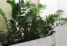 Zamija ne voli mnogo vode, a jedan napitak obožava: Počastite je, a ona će kuću napuniti srećom i parama Zamija ne voli mnogo vode, a jedan napitak obožava: Počastite je, a ona će kuću napuniti srećom i parama - featured image