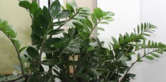 Zamija ne voli mnogo vode, a jedan napitak obožava: Počastite je, a ona će kuću napuniti srećom i parama Zamija ne voli mnogo vode, a jedan napitak obožava: Počastite je, a ona će kuću napuniti srećom i parama - featured image