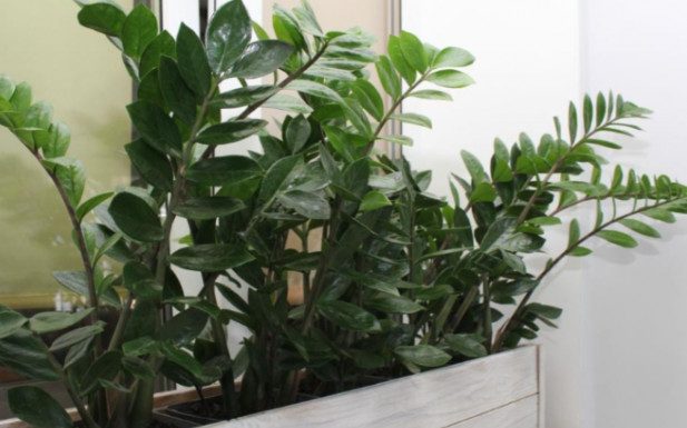 Zamija ne voli mnogo vode, a jedan napitak obožava: Počastite je, a ona će kuću napuniti srećom i parama Zamija ne voli mnogo vode, a jedan napitak obožava: Počastite je, a ona će kuću napuniti srećom i parama - featured image