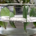 Kako da razmnožite zamiju iz 8 listova? Biljka koja privlači novac pušta koren u vodi i buja iz saksije Kako da razmnožite zamiju iz 8 listova? Biljka koja privlači novac pušta koren u vodi i buja iz saksije - featured image