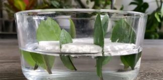 Kako da razmnožite zamiju iz 8 listova? Biljka koja privlači novac pušta koren u vodi i buja iz saksije Kako da razmnožite zamiju iz 8 listova? Biljka koja privlači novac pušta koren u vodi i buja iz saksije - featured image