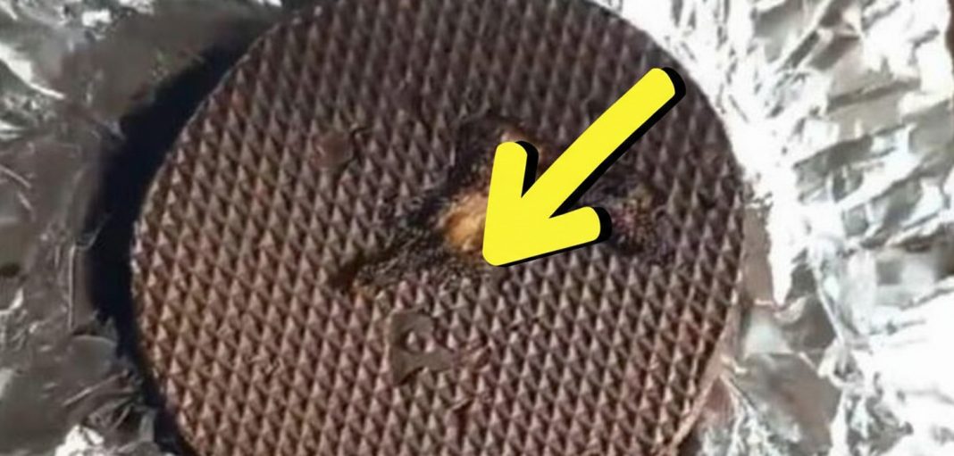 Kupila je u samposluzi slatkiš koji vole mnogi u Srbiji, ali joj je preseo: Kad ga je otvorila ŠOK!!! - featured image