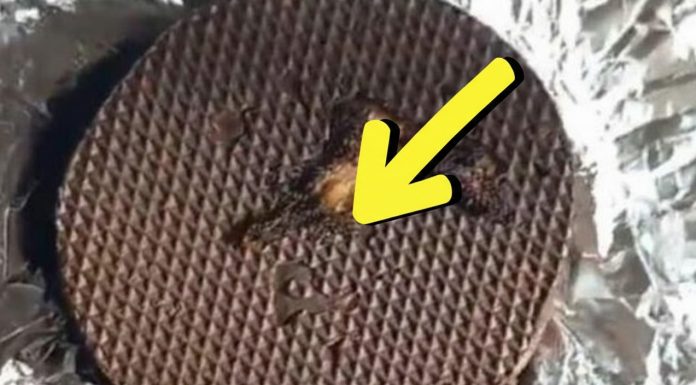 Kupila je u samposluzi slatkiš koji vole mnogi u Srbiji, ali joj je preseo: Kad ga je otvorila ŠOK!!! Kupila je u samposluzi slatkiš koji vole mnogi u Srbiji, ali joj je preseo: Kad ga je otvorila ŠOK!!! - featured image