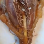 KUPILA PILE U PRODAVNICI, A KAD GA JE RAZREZALA NIJE MOGLA SEBI DOĆI: ŠTA JE OVO? KUPILA PILE U PRODAVNICI, A KAD GA JE RAZREZALA NIJE MOGLA SEBI DOĆI: ŠTA JE OVO? - featured image