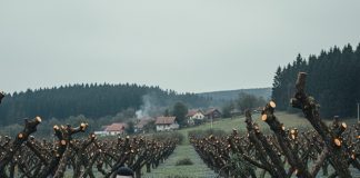 Komšija mu je iz zavisti posekao ceo voćnjak tokom noći: Ujutru je na svom pragu zatekao gajbu punu voća i poruku koja ga je postidela do suza. Komšija mu je iz zavisti posekao ceo voćnjak tokom noći: Ujutru je na svom pragu zatekao gajbu punu voća i poruku koja ga je postidela do suza. - featured image