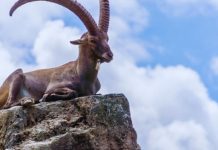 JARAC – HOROSKOP DO 15. APRILA: SUDBINSKI PERIOD, PROMENE KOJE SU SUĐENE, evo šta vas sve ostavlja bez teksta!