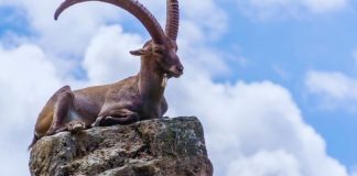 JARAC – HOROSKOP DO 15. APRILA: SUDBINSKI PERIOD, PROMENE KOJE SU SUĐENE, evo šta vas sve ostavlja bez teksta!