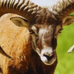 OVAN – VELIKI DETALJNI HOROSKOP DO 28. AVGUSTA: VELIKA ŽIVOTNA OLUJA, BROJNI ŠOKOVI I PROMENE KOJE NE OČEKUJETE, evo zašto se vaš život TOLIKO MENJA!