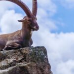 JARAC – POBEĆI NE MOŽETE MA ŠTA DA UČINILI, SUDBINA VAM MENJA ŽIVOT: Druga polovina avgusta će vam biti PERIOD PROMENA, ŠOKOVA I SUĐENIH DEŠAVANJA, evo šta vam sve dolazi!